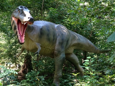 Dinosaur  -  Albertosaurus