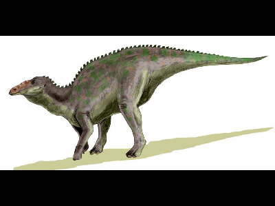 Dinosaur  -  Anatotitan