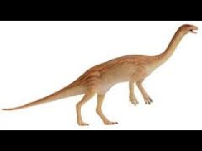 Dinosaur  -  Anchisaurus