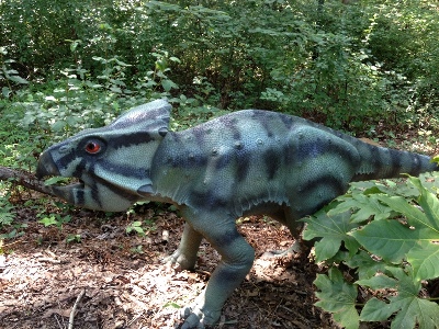 Dinosaur  -  Leptoceratops