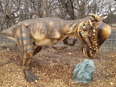 Dinosaur  -  Pachycephalosaurus