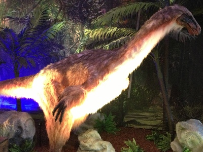 Dinosaur  -  Sinosauropteryx
