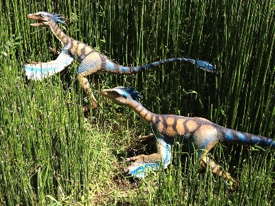 Dinosaur  -  Troodon