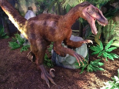 Dinosaur  -  Velociraptor