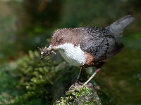 White-throated Dipper image