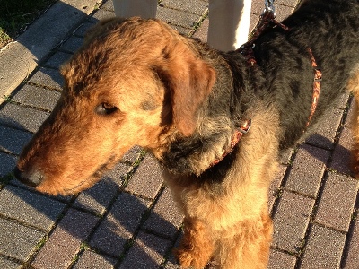 Dog  -  Airedale Terrier