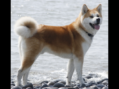 Dog  -  Akita