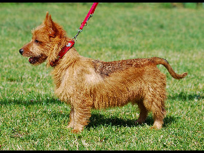 Dog  -  Australian Terrier