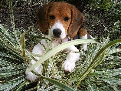 Dog  -  Beagle