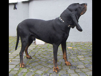 Dog  -  Black and Tan Coonhound