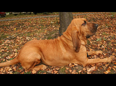 Dog  -  Bloodhound