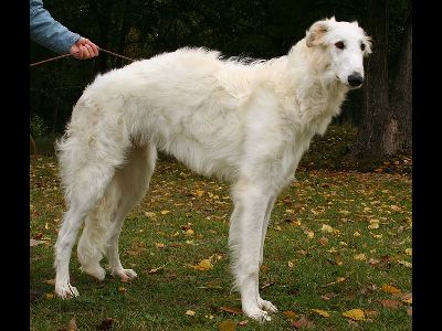 Dog  -  Borzoi