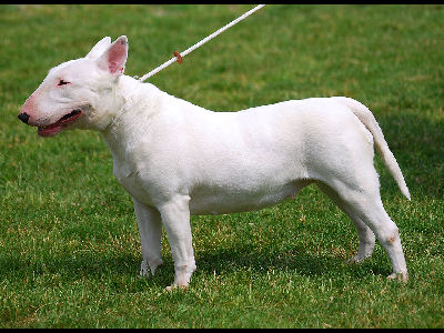 Dog  -  Bull Terrier