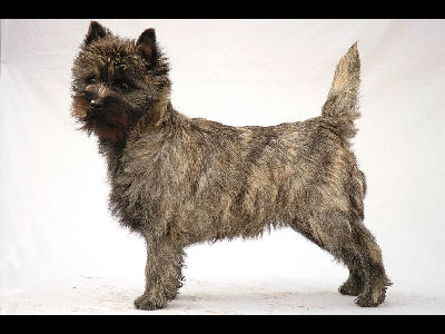 Dog  -  Cairn Terrier