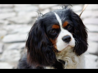 Dog  -  Cavalier King Charles Spaniel