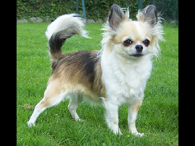 Dog  -  Chihuahua