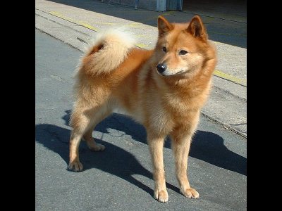 Dog  -  Finnish Spitz