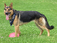 German Shepherd Dog image