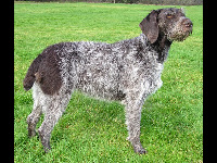 German Wirehaired Pointer image