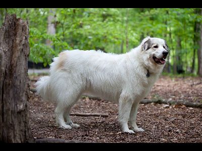 Dog  -  Great Pyrenees
