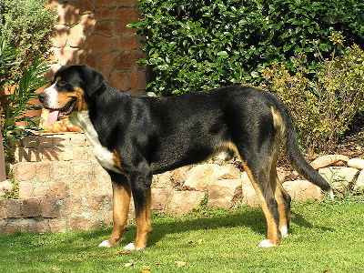 Dog  -  Greater Swiss Mountain Dog