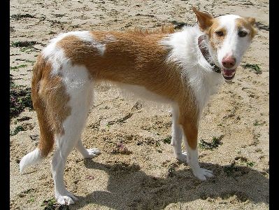 Dog  -  Ibizan Hound