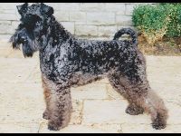 Kerry Blue Terrier image