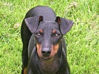Manchester Terrier image