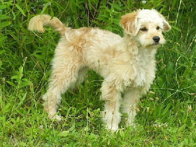Dog  -  Miniature Goldendoodle