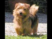 Norfolk Terrier image
