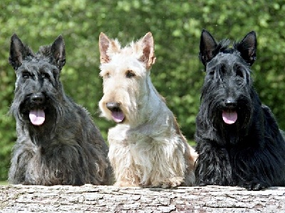 Dog  -  Scottish Terrier