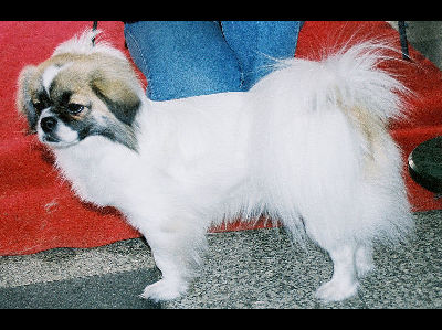 Dog  -  Tibetan Spaniel