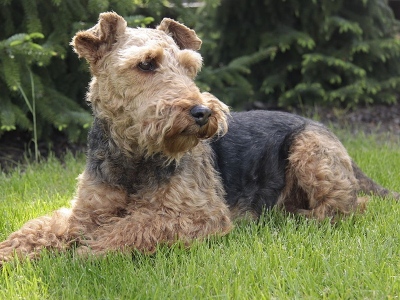 Dog  -  Welsh Terrier