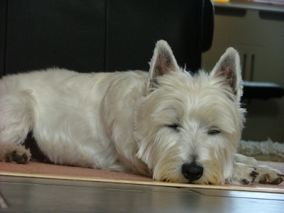 Dog  -  West Highland White Terrier