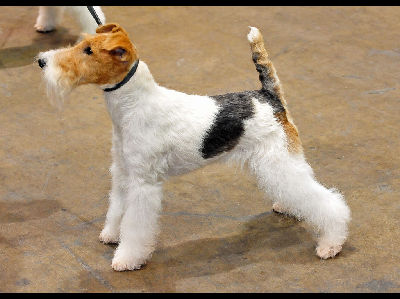 Dog  -  Wire Fox Terrier