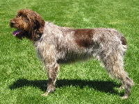 Wirehaired Pointing Griffon image