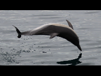 Common Dolphin image