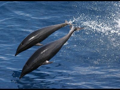 Dolphin  -  Northern Right-whale Dolphin
