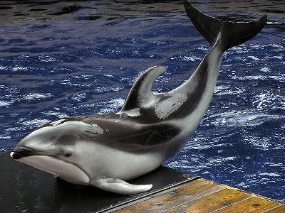 Dolphin  -  Pacific White-sided Dolphin
