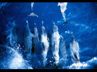Pantropical Spotted Dolphin image