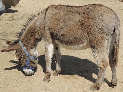 Donkey  