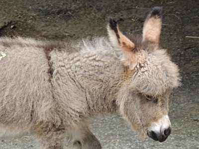 Donkey  