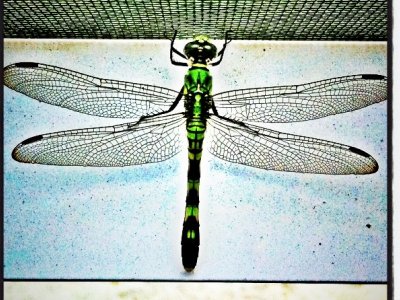 Dragonfly  