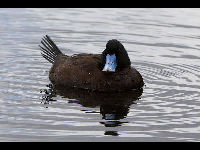 Blue-billed Duck image