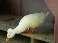 Crested Duck image