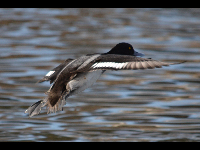 Greater Scaup image
