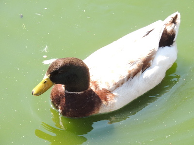 Duck  -  Khaki Campbell Duck