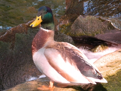 Duck  -  Mallard