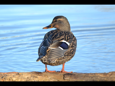 duck/duck_Mallard