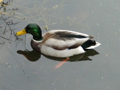 Duck  -  Mallard